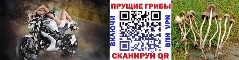 Галлюциногенные грибы мухоморы  Купить закладки  Буй 